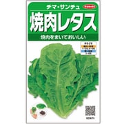 焼肉レタス（緑） チマ・サンチュ 1袋