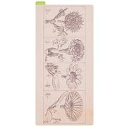 牧野富太郎/ほぼ日の下敷き 牧野富太郎 weeksサイズ用