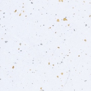 和紙 雲龍紙金銀振 白 2107601