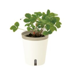 リッチェル ミエルノPlus ポット13型N ホワイト 1箱（80個） [▲][TP] リッチェル ミエルノPlus ポット13型N ホワイト 1箱（80個