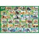 80-038 学べるシリーズ アニア動物のひみつ [ジグソーパズル 80ピース]