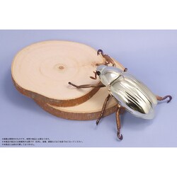 アルゼンチンプラチナコガネ5 アルゼンチンプラチナコガネ6