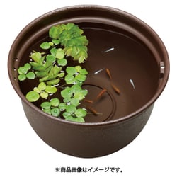 メダカ元気 メダカのための飼育鉢 こげ茶 320
