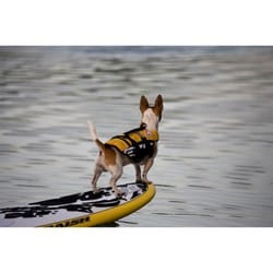 未使用品 EZYDOG DFD マイクロXS イエロー Amazon | EZYDOG(イージードッグ) [正規代理店品] DFDマイクロ