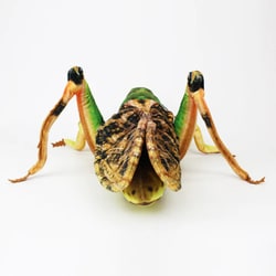 ヨドバシ.com - ワイルドグラフィ WILD GRAPHY SA051 [ワイルド