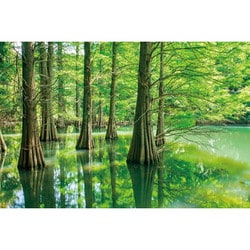 ヨドバシ.com - やのまん YANOMAN 10-1440 日本風景 神秘の森の