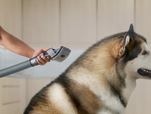 ヨドバシ.com - ダイソン Dyson 972205-01 [ペットグルーミング
