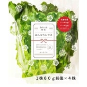 【朝採れ直送】 高抗酸化値・低硝酸態窒素 みらい乃野菜 はんなりレタス4株セット