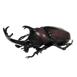 昆虫フィギュア カブトムシ
