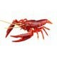 自由研究24 いきもの編 アメリカザリガニ レッド [組立式プラスチックモデル]