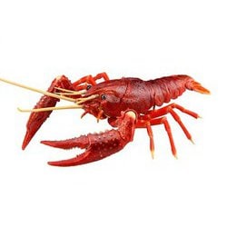 自由研究24 いきもの編 アメリカザリガニ レッド [組立式プラスチックモデル]