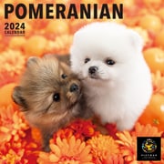 Y1260 [2024 PICTWAN L ポメラニアン L019]