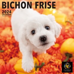 ヨドバシ.com - Y1244 [2024 PICTWAN L ビション・フリーゼ L003