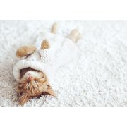 PCR-127 [限定 ポストカード 眠る子猫]
