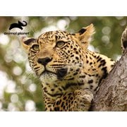 3Dパズル アニマルプラネット ヒョウ [ジグソーパズル]