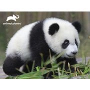 3Dパズル アニマルプラネット パンダ [ジグソーパズル]