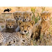 3Dパズル アニマルプラネット チーター家族 [ジグソーパズル]