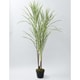 SIMPLANTS フェイクグリーン ドラセナ・コンシンネ 高さ125cm FG-DRCON125