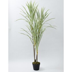 SIMPLANTS フェイクグリーン ドラセナ・コンシンネ 高さ125cm FG-DRCON125
