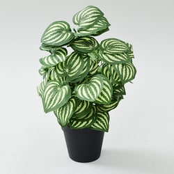 SIMPLANTS フェイクグリーン ペペロミア・アルギレイア 高さ45cm FG-PREIA45