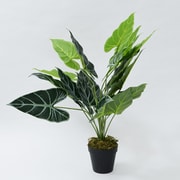FG-DUM60 [SIMPLANTS フェイクグリーン ディフェンバキア 60cm]