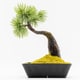 手作り小品盆栽 A-BONSAI Mini Bunjin 五葉松 高さ14cm