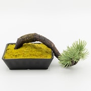 A-BONSAI Mini Kengai 五葉松 高さ6cm [手作り小品盆栽]