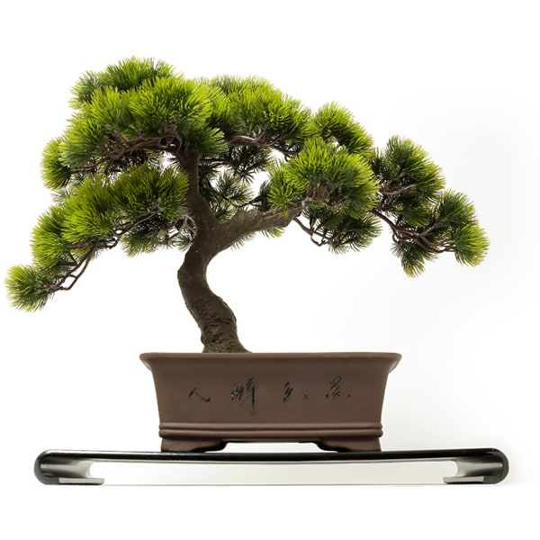 エーボンサイ A-BONSAIA-BONSAI Moyogi Goyomatsu [中品盆栽]Ω