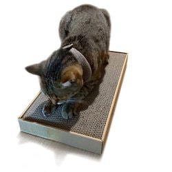 ねこもと様プレミアム詰め替えセット 楽天市場】ペットプロ ねこちゃんのつめみがき 詰め替え4個