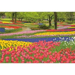 01-2090 日本風景 花咲く昭和記念公園（東京） [ジグソーパズル 108ピース]