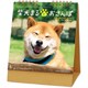 CL-393 [2024年 カレンダー 卓上 柴犬まるとおさんぽ]