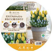 モールド球根 24cm イエローミックス