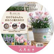モールド球根 24cm ピンクミックス