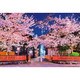 1000-050 日本風景 祇園の夜桜 [ジグソーパズル 1000ピース]