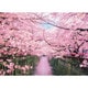 600-017 日本風景 目黒川の桜並木 [ジグソーパズル 600ピース]
