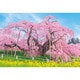 1000-049 日本風景 三春の滝桜 [ジグソーパズル 1000ピース]