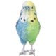 H16519-A3 [青緑セキセイインコ]