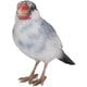 H15113-4 [灰白文鳥]