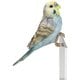 H23043-1 [縁飾り 水色セキセイインコ]