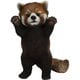 H23226 [レッサーパンダ手をあげる]