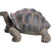 H11336 [頭をあげるカメ（中）]