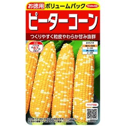 とうもろこしページ スイートコーン品種紹介 | サナテックシード（株）｜種苗・農業