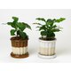 カヌレ コーヒーノキ植え込み HAK20054