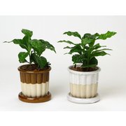 カヌレ コーヒーノキ植え込み HAK20054