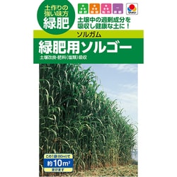 緑化・景観用 緑肥 ソルガム（緑肥用） 緑肥用ソルゴー BSG558
