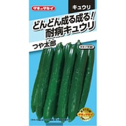 ACU073 [ニュールック野菜 キュウリ どんどん成る成る！耐病キュウリ つや太郎]