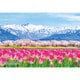 300-386 シリーズ・日本の都市30 富山県下新川郡「あさひ舟川 春の四重奏」 [ジグソーパズル 300ピース]