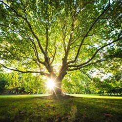 ヨドバシ.com - ラオワ LAOWA LAO0486 [単焦点レンズ 10mm F2.8 ZERO-D