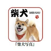 000601-0030-01 [和柄 ハンカチ 柴犬写真 約20cm×20cm]