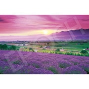 09-052s 日本風景 ラベンダー色の富良野 （北海道） [ジグソーパズル 1000ピース]